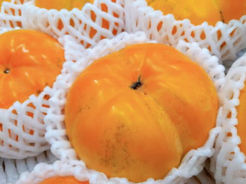 愛媛県産「太天柿（たいてんかき）」