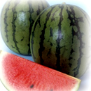 小玉すいか(熊本)