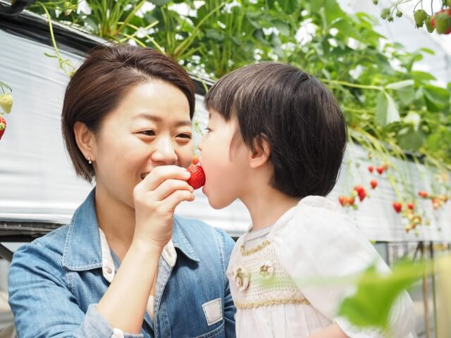 果物を食べるメリット～美味しい果物は健康志向の方にもおすすめ～