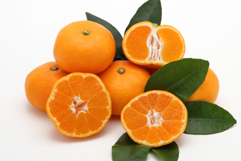 今一番旬の柑橘３種詰め合わせセット