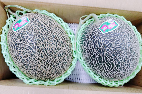 熊本県産　肥後グリーンメロン　2玉